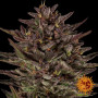 Семена конопли Thin Mint x Sour Pinot Auto от Barney's Farm
