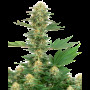 Cannabis seed variety Gelato Feminised Silver