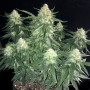 Cannabis seed variety Gelato Feminised Gold