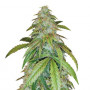 Cannabis seed variety Gelato Feminised Silver