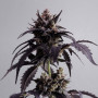 Cannabis seed variety Ginger Punch Auto