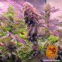 Семена конопли Glookies от Barney's Farm