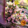 Семена конопли Glookies от Barney's Farm