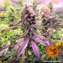 Семена конопли Glookies от Barney's Farm