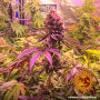 Семена конопли Glookies от Barney's Farm