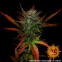 Cannabis seeds GLUE GELATO AUTO from Barney's Farm