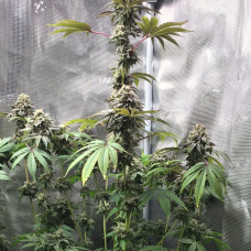 GMO x Animal Cookies Feminised Silver