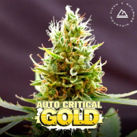 Auto Critical Feminised Gold