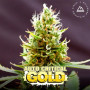 Cannabis seed variety Auto Critical Feminised Gold