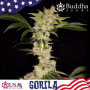 Cannabis seeds GORILA® feminized from Buddha Seeds