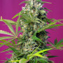 Cannabis seeds GORILLA GIRL® from Sweet Seeds