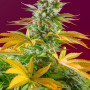 Cannabis seeds GORILLA GIRL F1 FAST VERSION® from Sweet Seeds