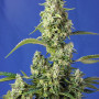 Cannabis seeds GORILLA GIRL XL AUTO® from Sweet Seeds