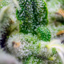 Cannabis seeds GREEN POISON AUTO® from Sweet Seeds
