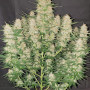 Cannabis seed variety Gorilla Glue Feminised Gold