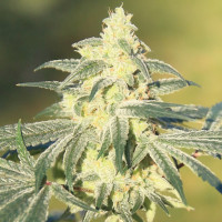 Gorilla Glue Feminised Silver