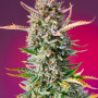 Cannabis seeds GORILLA SHERBET F1 FAST VERSION® from Sweet Seeds