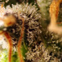 Cannabis seeds GORILLA SHERBET F1 FAST VERSION® from Sweet Seeds