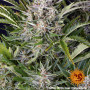 Cannabis seeds GORILLA ZKITTLEZ AUTO from Barney's Farm