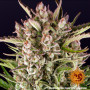 Cannabis seeds GORILLA ZKITTLEZ AUTO from Barney's Farm