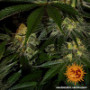 Семена конопли Gorilla Zkittlez от Barney's Farm
