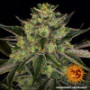Семена конопли Gorilla Zkittlez от Barney's Farm