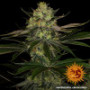Семена конопли Gorilla Zkittlez от Barney's Farm
