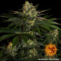 Семена конопли Gorilla Zkittlez от Barney's Farm