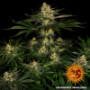 Семена конопли Gorilla Zkittlez от Barney's Farm