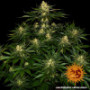 Семена конопли Gorilla Zkittlez от Barney's Farm