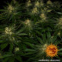 Семена конопли Gorilla Zkittlez от Barney's Farm
