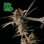 Сорт семян каннабиса Auto Green Crack