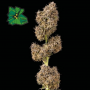 Сорт семян каннабиса Auto Green Crack