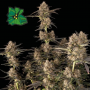 Сорт семян каннабиса Auto Green Crack