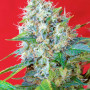 Cannabis seeds GREEN POISON® from Sweet Seeds