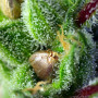 Cannabis seeds GREEN POISON® from Sweet Seeds