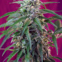 Cannabis seeds GREEN POISON AUTO® from Sweet Seeds