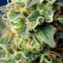Cannabis seeds GREEN POISON CBD® from Sweet Seeds
