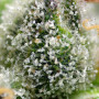 Cannabis seeds GREEN POISON F1 FAST VERSION® from Sweet Seeds