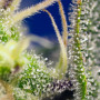 Cannabis seeds GREEN POISON XL AUTO® from Sweet Seeds