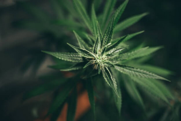 марихуана советы по выращиванию