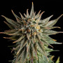 Cannabis seed variety Gypsy Kush