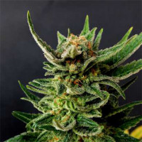 Gypsy Kush Feminised Silver