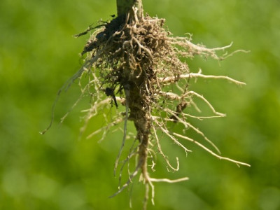 Hemp root and its beneficial properties