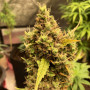 Cannabis seed variety Auto Kush Feminised Gold