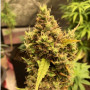 Cannabis seed variety Auto Hindu Kush Silver