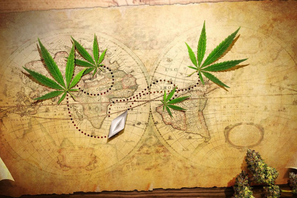Конопля в 18 веке марихуана индика сатива