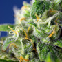 Cannabis seeds HONEY PEACH AUTO CBD® from Sweet Seeds