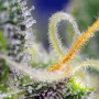 Cannabis seeds HONEY PEACH AUTO CBD® from Sweet Seeds