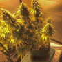 Cannabis seed variety Diesel Glue